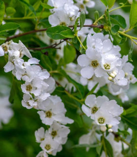 Exochorda racemosa 'Niagara'
